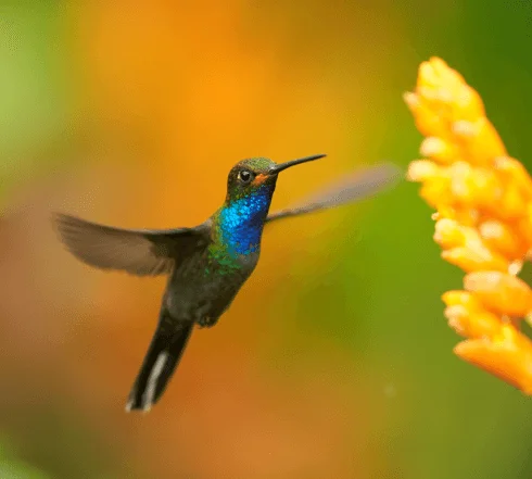 Picture of a hummingbird the symbol of UCB Ventures